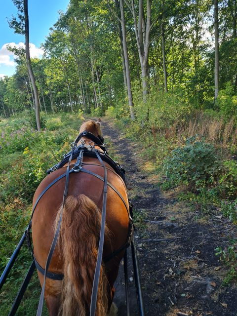 york-private-horse-drawn-carriage-ride-and-afternoon-tea