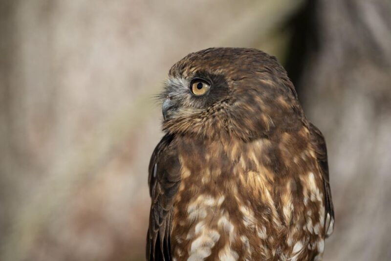 york-york-bird-of-prey-centre-entry-ticket