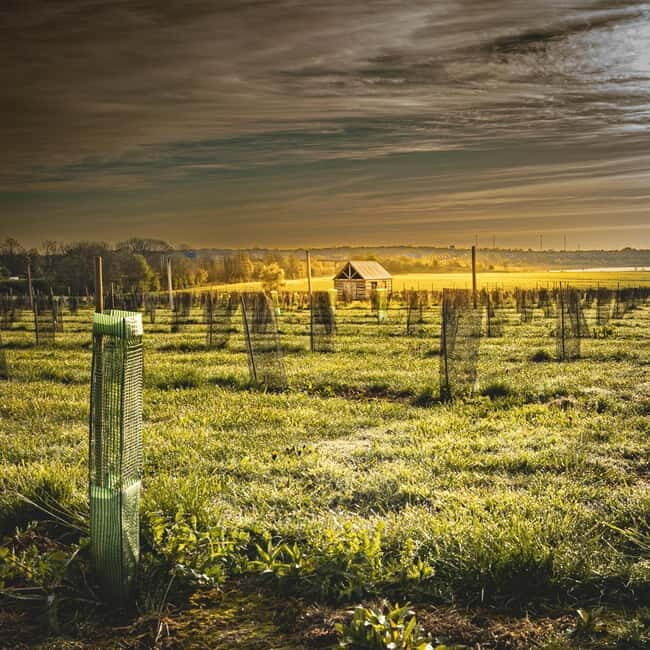 Yorkshire: Loversall Vineyard Wine Tasting and Tour - An In-Depth Look at the Experience  