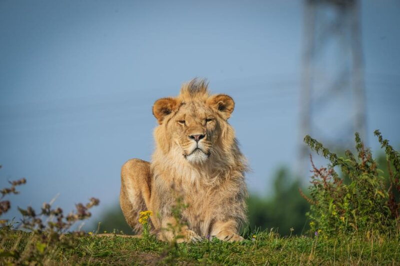 yorkshire-wildlife-park-entry-ticket