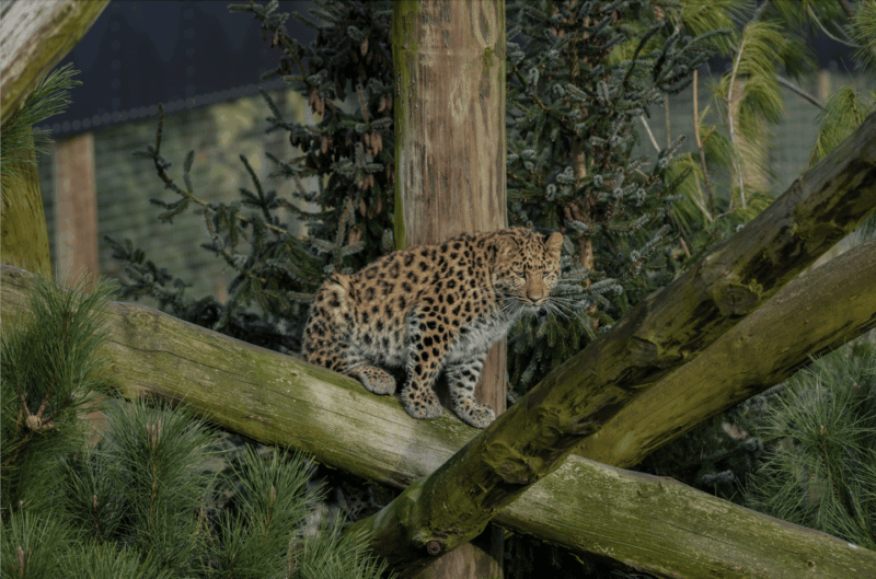 yorkshire-wildlife-park-entry-ticket
