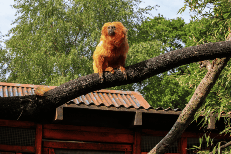 yorkshire-wildlife-park-entry-ticket