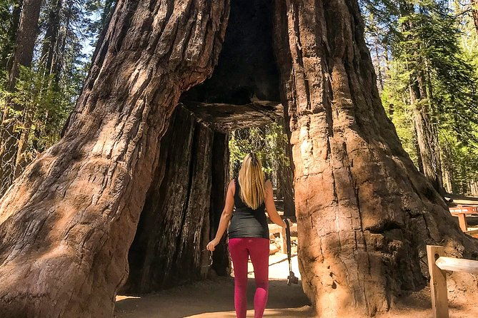 yosemite-and-giant-sequoias-day-tour
