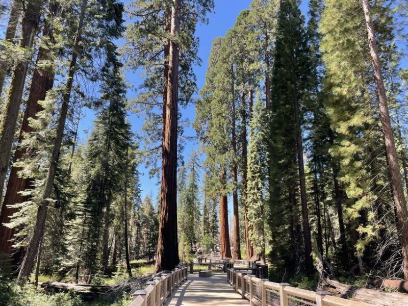 yosemite-giant-sequoias-private-tour-from-san-francisco
