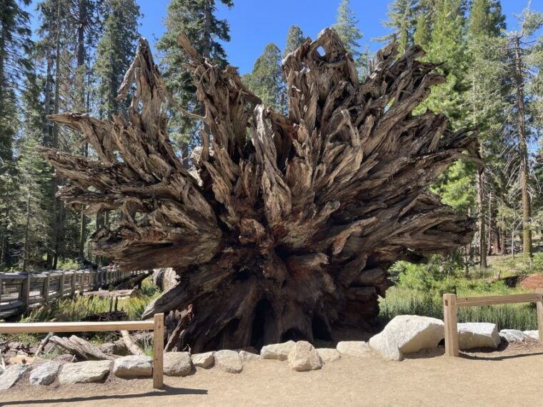 yosemite-giant-sequoias-private-tour-from-san-francisco