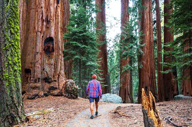 Yosemite National Park 2-Day Tour from San Francisco with Lodging - The Sum Up