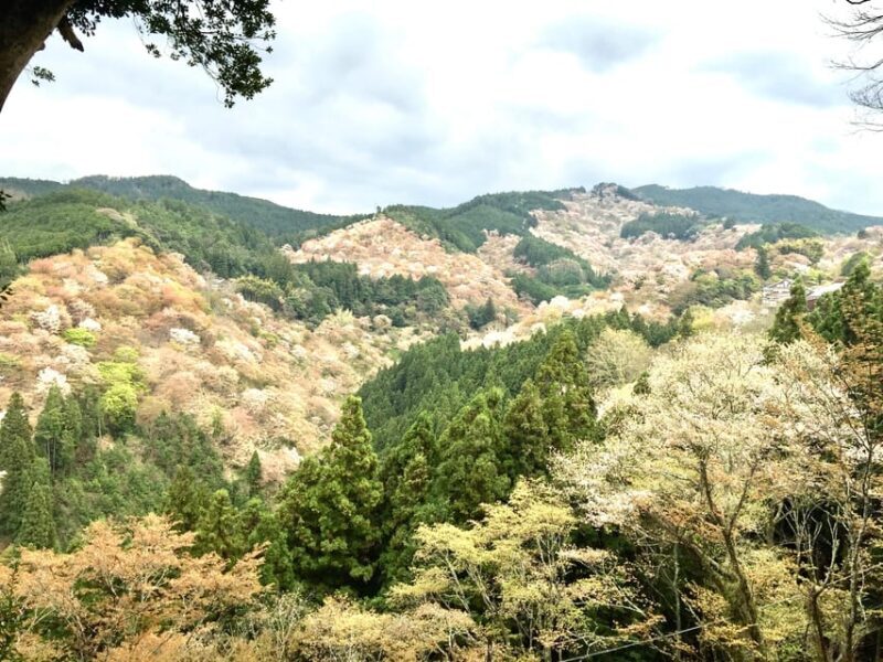 Yoshino: Private Guided Tour & Hiking in a Japanese Mountain - Who Will Love This Tour?