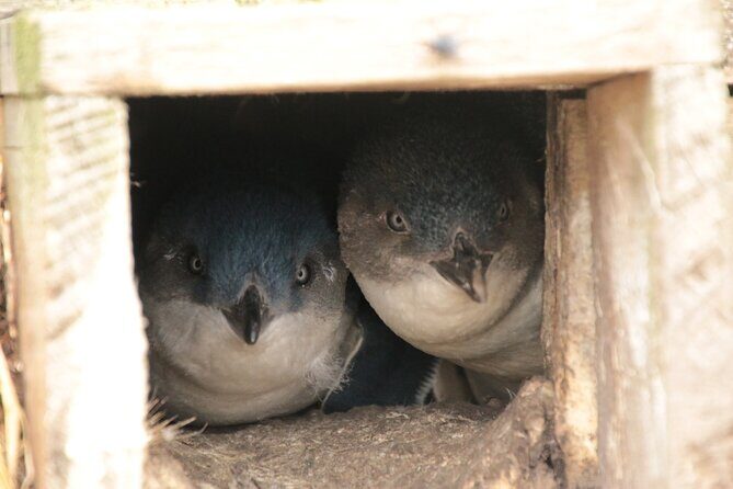 You choose the itinerary Dunedin, Full day, 6hrs - FAQ