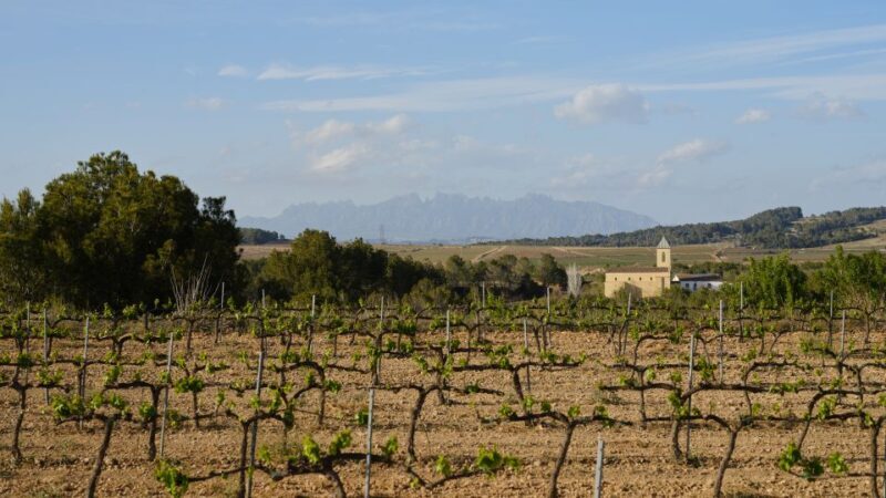Your Cava, Your Story  Wine workshop experience at Artcava - Authenticity & Reviews: What Visitors Say