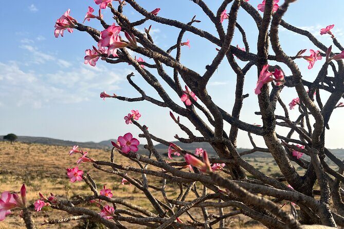 Your Salalah Tour-Your German speaking tour provider/mountain tour - A Closer Look at the Itinerary
