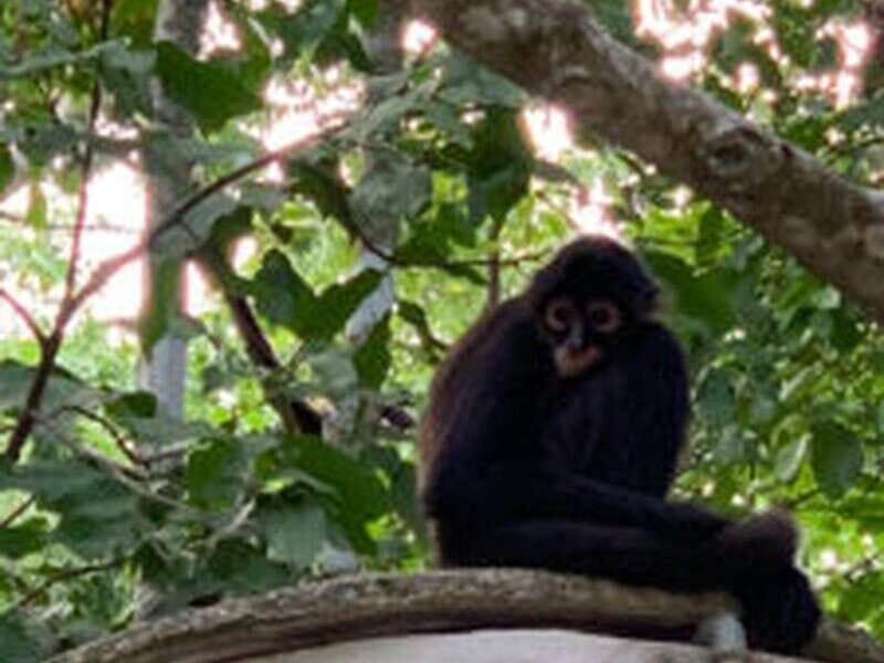 Yucatan: Coba Ruins & Punta Laguna Jungle Adventure - Pricing and Value