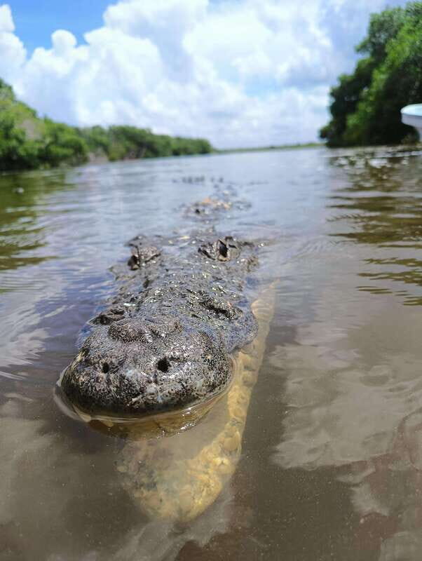 Yucatán: Río Lagartos Biosphere Reserve Boat Tour - FAQ