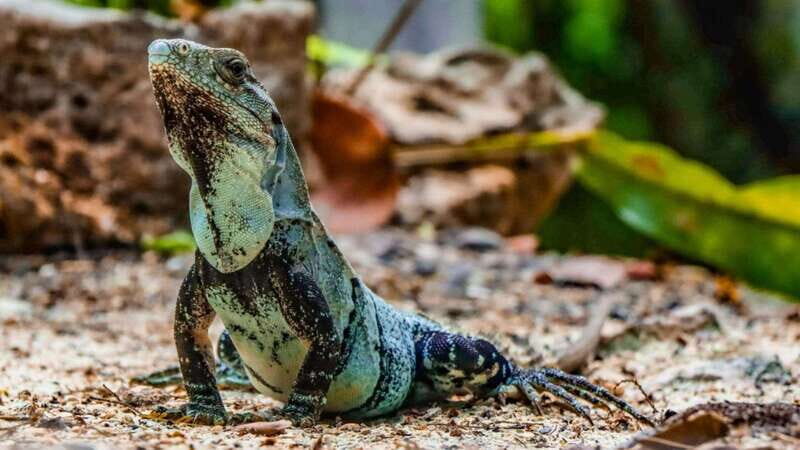 Yucatán: Snorkel with turtles in Akumal+Tour to the Cenote - Yucatán: Snorkel with Turtles in Akumal + Tour to the Cenote
