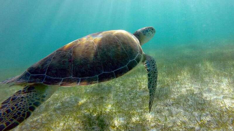 Yucatán: Snorkel with turtles in Akumal+Tour to the Cenote - Key Points