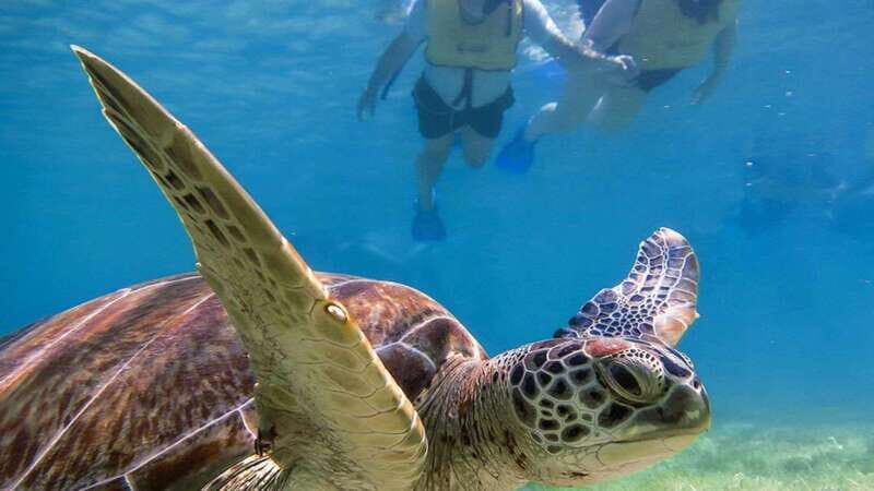 Yucatán: Snorkel with turtles in Akumal+Tour to the Cenote - FAQ