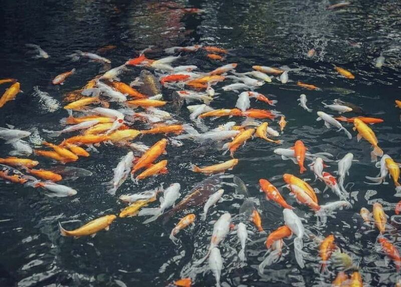 Yufuin: Hot Springs, Nature & Art - Private guided day tour - FAQ