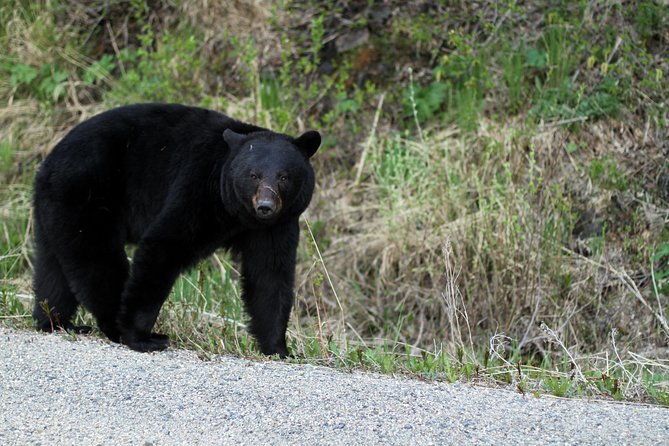 yukon-extended-summit-drive-tour-from-skagway