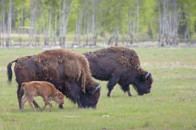 yukon-wildlife-preserve-eclipse-nordic-hot-springs