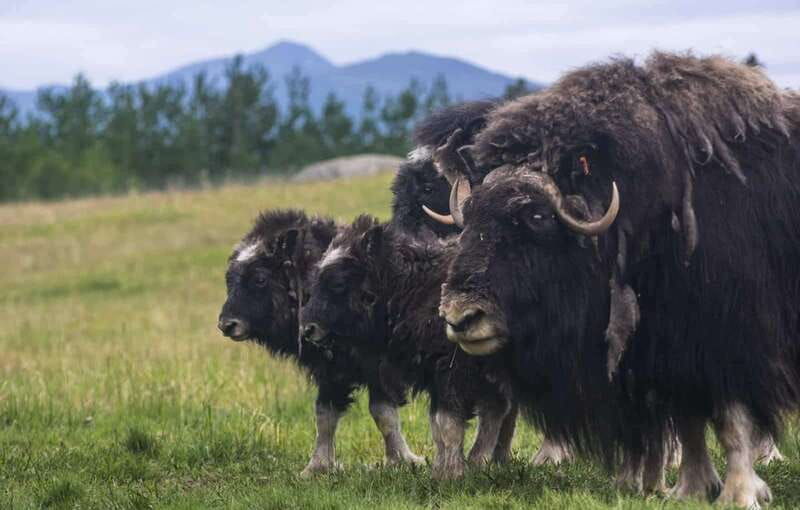 yukon-wildlife-preserve-eclipse-nordic-hot-springs