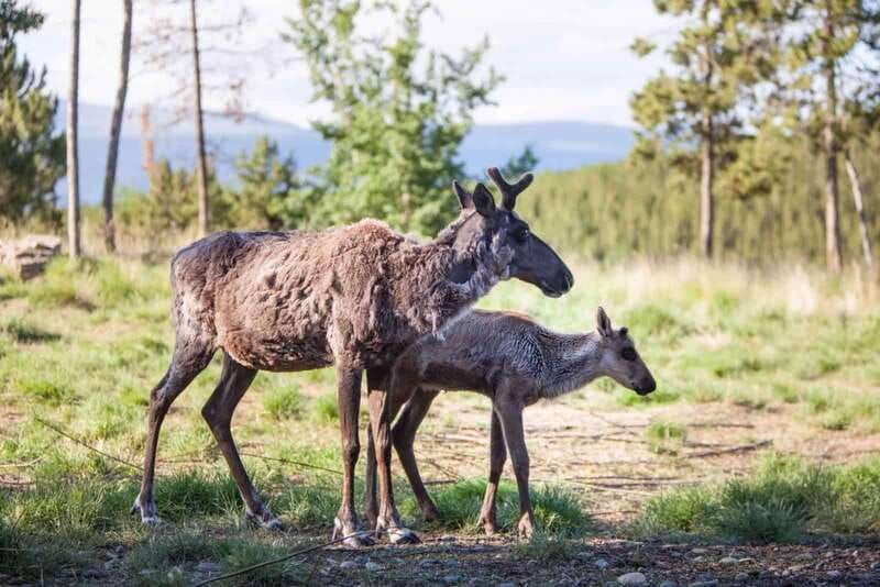 yukon-wildlife-preserve-eclipse-nordic-hot-springs
