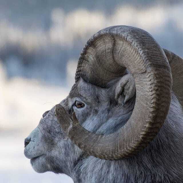 yukon-wildlife-preserve-eclipse-nordic-hot-springs
