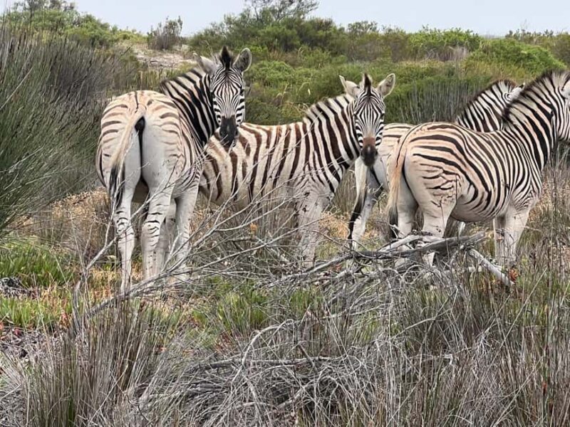 Yzerfontein: Safari at West Coast Private Game Reserve - What to Expect from Your Safari Experience