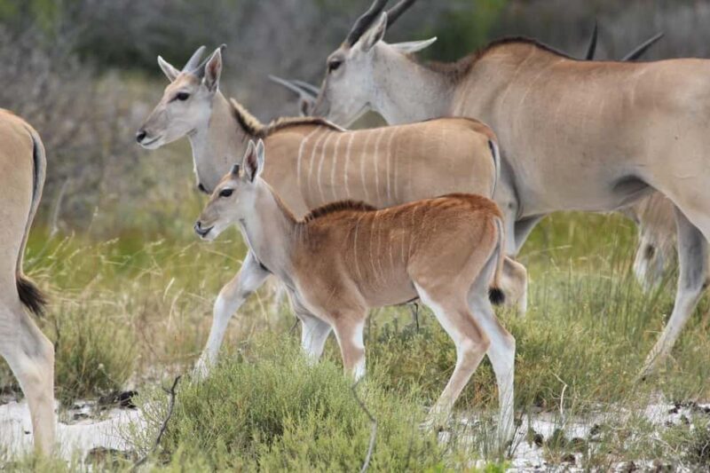 Yzerfontein: Safari at West Coast Private Game Reserve - The Bush Break and Extra Learning Opportunities