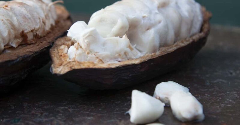 zaandijk-chocolate-making-demonstration-tasting