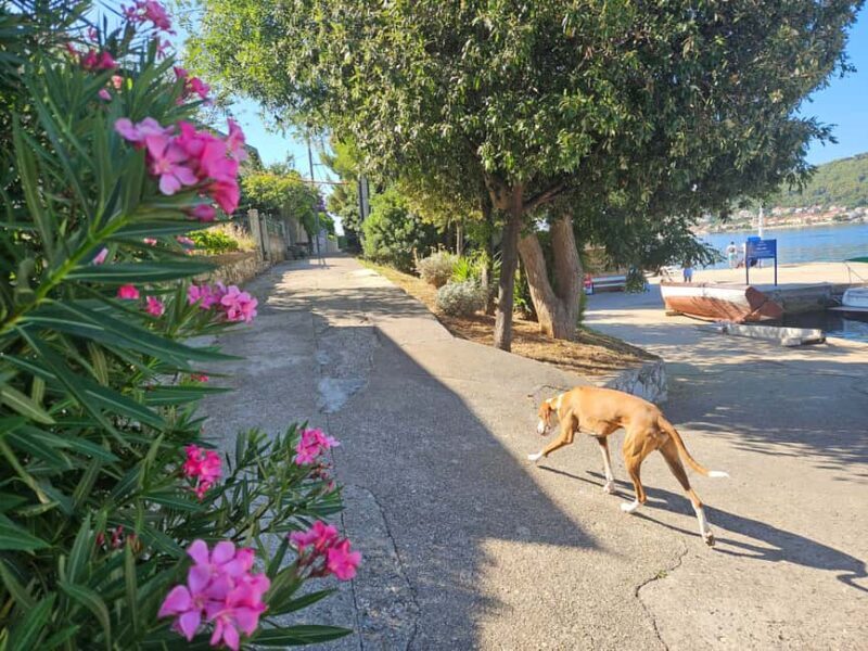 Zadar: 3-Islands Snorkeling, Beach, and Sightseeing Tour - What’s Included and What to Keep in Mind