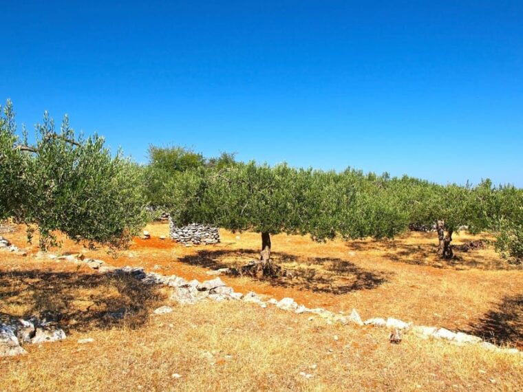 zadar-olive-grove-and-mill-tour-with-tasting-self-drive