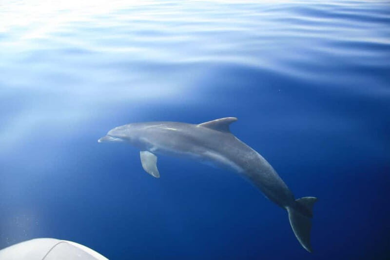Zadar: Speedboat Tour with Snorkeling & Fruit - Final Thoughts  