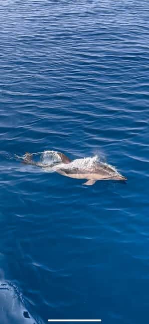 Zadar: Sveti Filip i Jakov Dolphin Watching Morning Tour - Who Will Love This Experience?