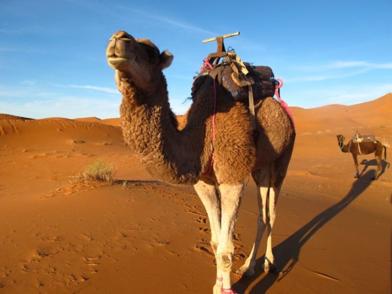 Zagora Sahara Desert Overnight Trip from Ouarzazate - Key Points