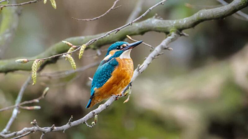 Zagreb: Science Tours, Zagreat Outdoors - Exploring Maksimir Park and Zagreb Zoo: A Detailed Look