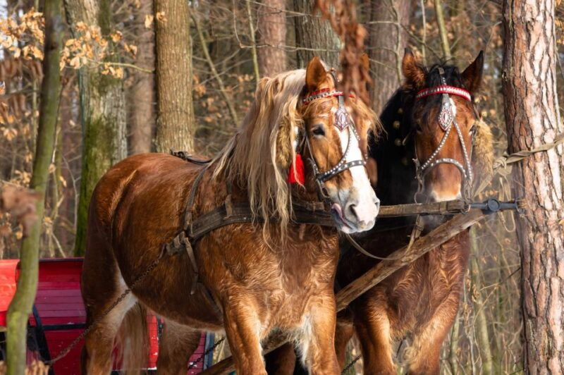 zakopane-horse-drawn-rides-with-local-guide-food-tasting