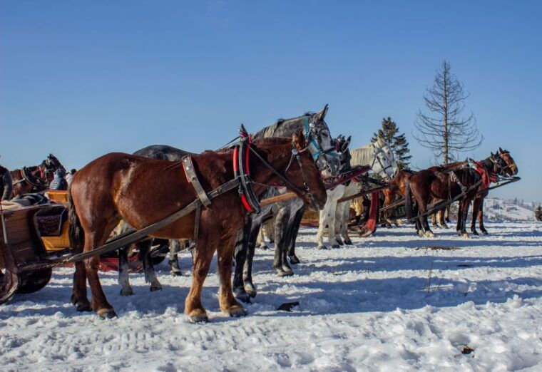 zakopane-horse-drawn-rides-with-local-guide-food-tasting
