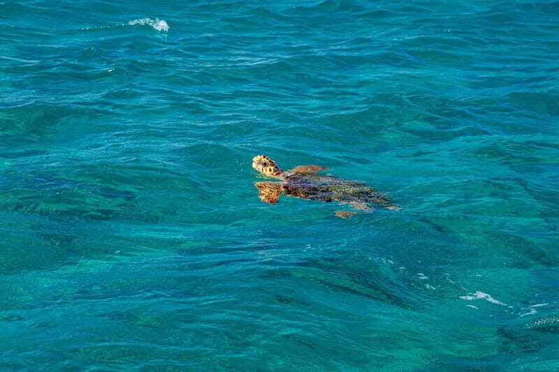 Zakynthos : Cruise Around the Island Boat tour Max 5 Pax - Practical Details and Considerations