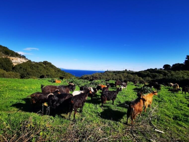 zakynthos-early-morning-shipwreckblue-caves-and-view-point