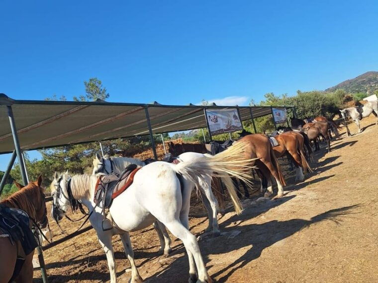 zakynthos-horseback-riding-tour