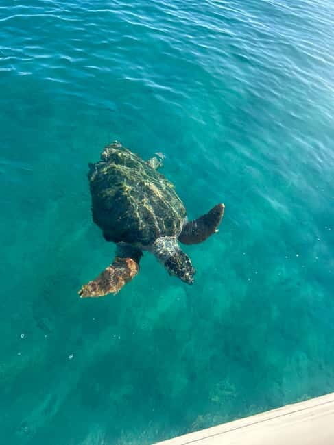 Zakynthos: Laganas, Keri, & Marathonisi Turtle Spotting Tour - Introduction