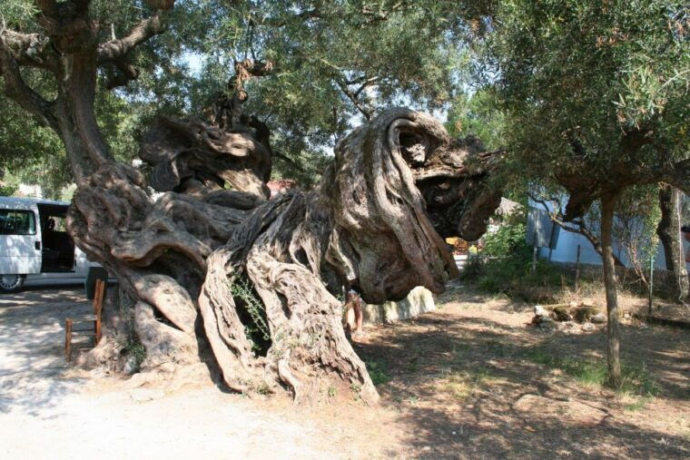 zakynthos-shipwreck-beach-with-blue-caves-land-sea-tour