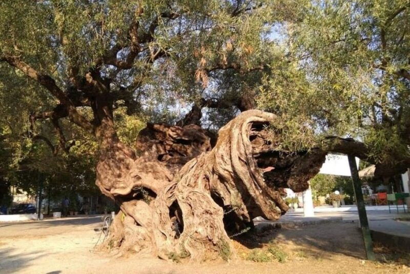 zakynthos-sunset-tour-to-kampi-with-greek-night