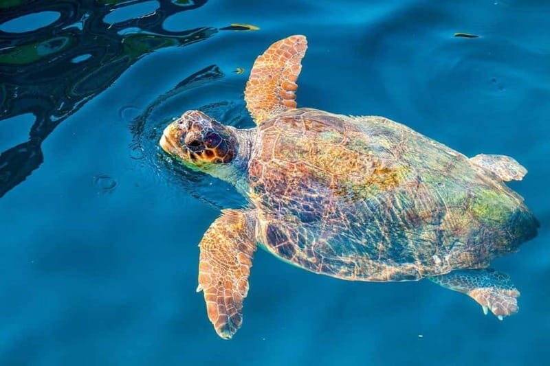 Zakynthos: Turtle Island and Keri Caves Half-Day Tour - The Sum Up