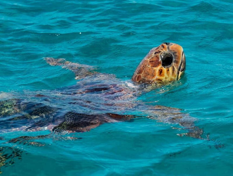 Zakynthos: Turtle Island, Cameo and Keri Caves + Transport - The Itinerary in Detail