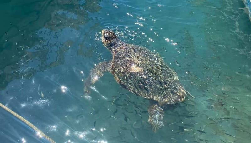 Zakynthos: Turtle Island, Cameo and Keri Caves + Transport - What Travelers Say