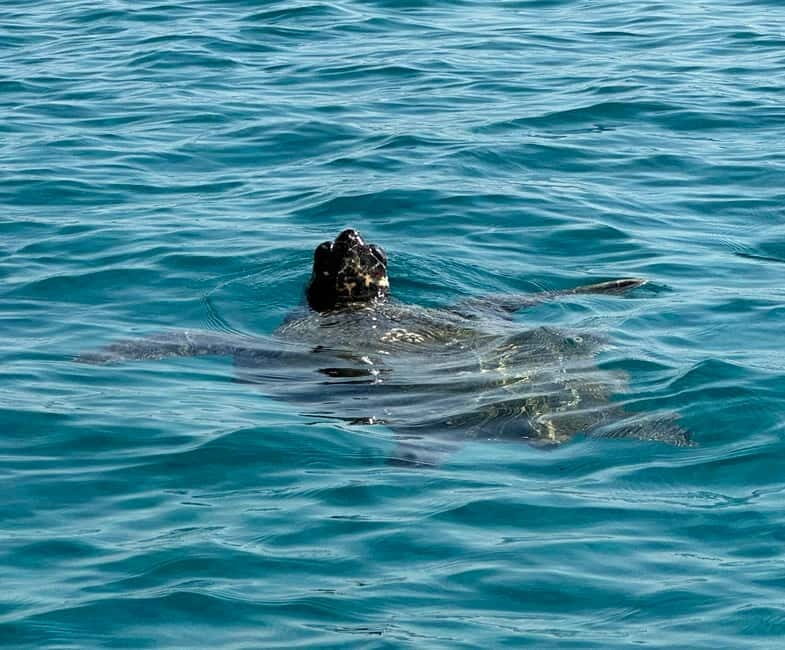 Zakynthos: Turtle Island, Cameo and Keri Caves + Transport - FAQ