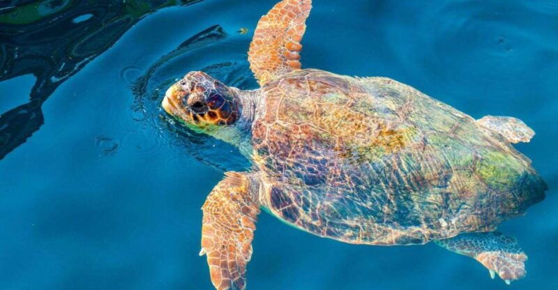 zakynthos-turtle-island-keri-caves-glass-bottom-boat-tour