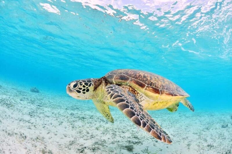 Zakynthos: Turtle Spotting Boat Trip in Laganas Bay - The Itinerary and What to Expect