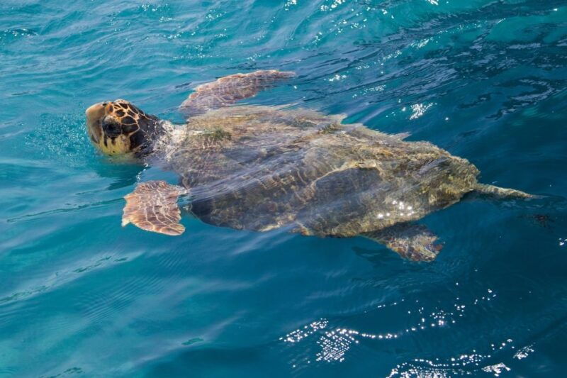 zakynthos-turtle-spotting-cruise-on-a-glass-bottom-boat