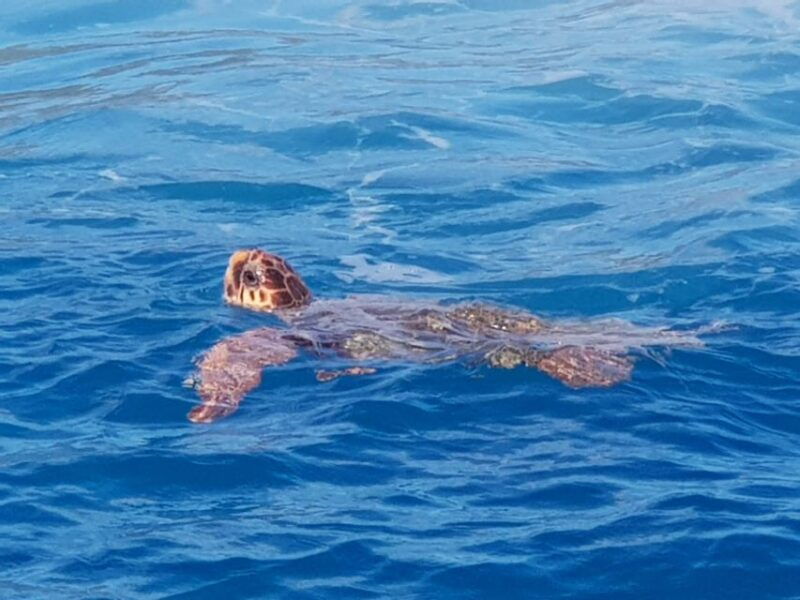 zakynthos-turtle-spotting-cruise-on-a-glass-bottom-boat